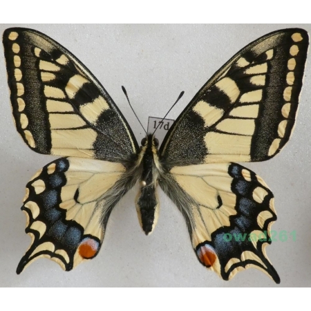 Papilio machaon Linnaeus, 1758 Paź królowej Czech 61mm17d